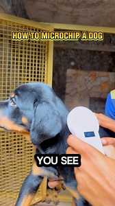26K views · 273 reactions | Benefits / Uses of Microchipping a Dog:...