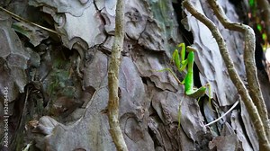 The praying mantis imitates a leaf of a tree. Mimicry in nature. The largest insect predator on a pine trunk