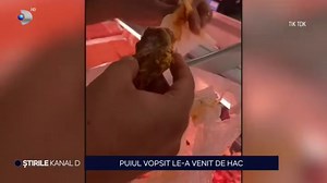 251K views · 2.4K reactions | Afară-i vopsit gardul, înăuntru-i leopardul! Zicala se aplică unui client care a cumpărat aripioare de pui dintr-o piață din Capitală. Ținute în baiț acestea păreau numai bune pentru consum, dar odată ce le-a curățat, bărbatul a observat că puiul avea o culoare cel puțin ciudată. Inspectorii de la Direcția Sanitar Veterinară au venit în control la măcelăria unde se vindeau acestea. | ASTA-I ROMANIA | Facebook