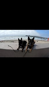 Shelter dog rehabilitation. #belgianmalinois #dogtraining | Malinois and Dutch Shepherd training