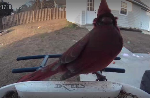 What is up with this male cardinals head ?! It doesn’t look like it ls molting , this looks like it got hurt 😭