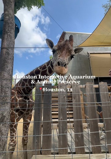 Discover the Houston Interactive Zoo Experience