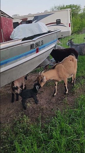Mama & Baby Goat Moment 🐐💛 #animals