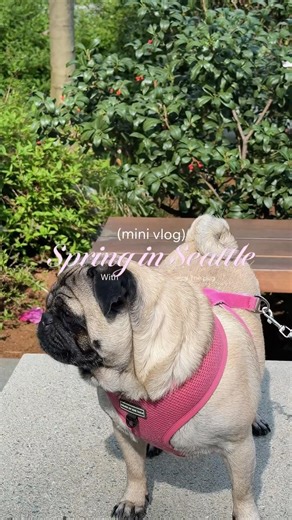 POV: My Pug explores Seattle’s spring jungle (full video on channel)😳🐶 #seattle #pug #dog #puppy