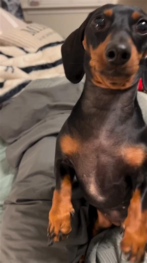 Keep dreaming, darling — this level of fabulous is rare. 😍🐾First time I’ve seen her sit up. It’s ruff being this adorable. | Emily Johnson