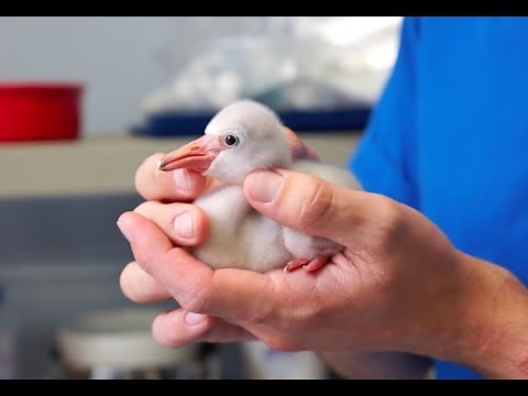 Baby flamingos are hatching at the National Aviary