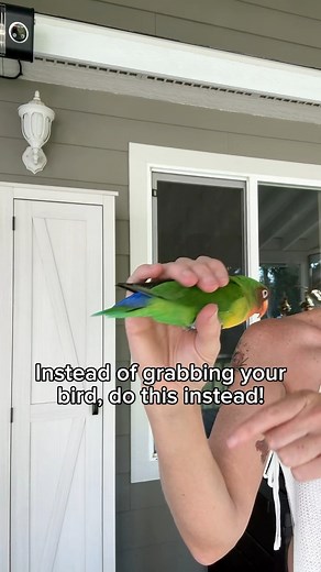 People tend to use techniques on small and tiny birds that they would never dream of doing to a larger bird that could truly hurt them. Permission based training is all about giving the bird opportunities to interact with us positively and associate us as trustworthy companions. The alternative, of grabbing your bird and forcing it to go places you want to put it rather than giving your bird a positive opportunity of choice means your bird will never truly trust you and will show lots of avoidan