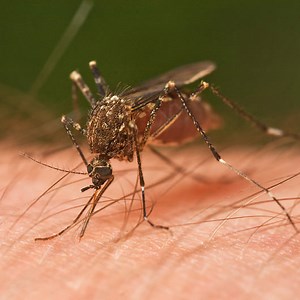 2 Desktop Tools And 9 High Frequency Mosquito Sounds [ Download ]