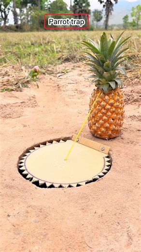 birds trap catching parrot #amazing #birds #trap