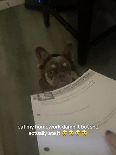 LMFAOOO fat ass dog | dog