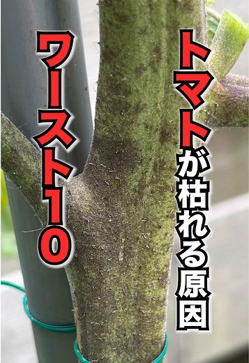 トマトが枯れる原因ワースト10を解説