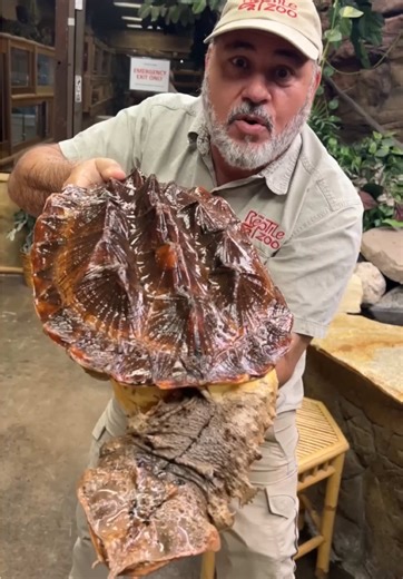 Discover the Unique MATA MATA Turtle's Bizarre Features