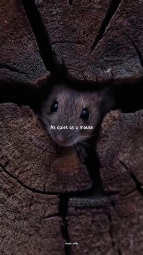 Everything at Once - Lenka | lyrics | aesthetic | whatsapp Status | English songs | slowed | sped up