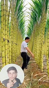 Why are Chinese sugarcane being suppressed | Knowledge tv