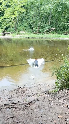 Wait for the Splash! Dog Stunt Fail or Win?