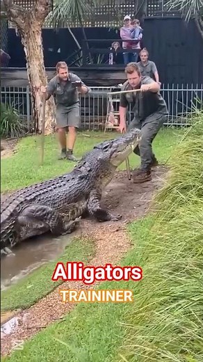 “Mastering Alligator Handling Skills 🐊 Safety Tips Included!”😱 #crocodile