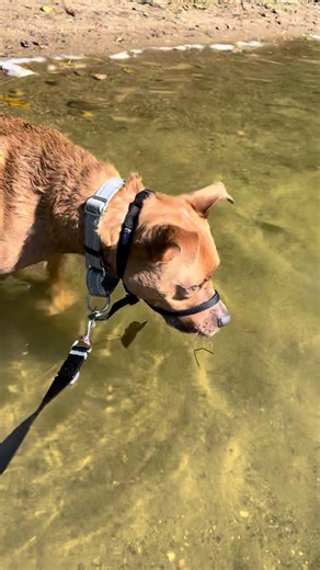 Bambi can’t wait for SPRING and to soak up the sun ☀️ (and water) once again #bambi #dogs #dogsoftiktok #staffy #australianshepherd