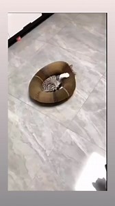 CAT FOLDABLE MAGIC ORGAN CAT SCRATCHING BOARD FUNNY TOY GRINDING CLAW SLEEPING BED #cat #cats #catsofinstagram #catlover #cute #catlife #meow #9gag | Cattyspurr Daily Cat Joy
