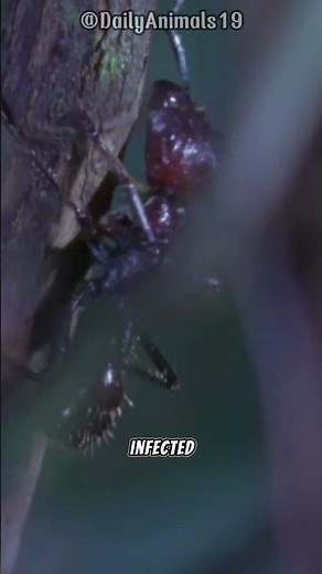 Zombie Ant Fungus l Nature's Creepiest Phenomenon