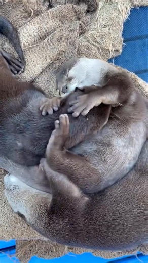 Otter cuddle❤️ #otter #otters #ottersofins #otterlove #otterlife #otterlovers #otterlover #seaotter #riverotter #otterbox #babyotter #animals #ottercute #ottergram #seaotters #cute #wildlife #nature #otterbaby #ottercreek #otterpup #cuteanimals #animal #gayotter #twinotter #gay #instaotter #love #bear #beard | Melissa Julie
