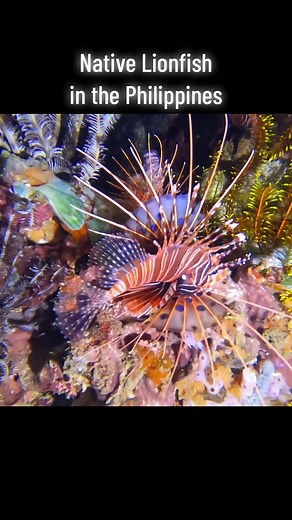 Lionfish in Their Native Habitat: Exploring the Philippines