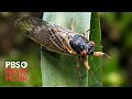 WATCH: Brood X cicadas are emerging. Here’s what the 2004 and 1987 events were like