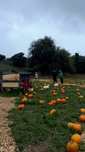 2.3K views · 65 reactions | Creep into @masterfarmsltd Pumpkin Patch, where autumn chills meet gourd-geous thrills! ✨ Get lost in the maze,  pick the perfect pumpkin  and enter the witches’ lair for marshmallows roasted over flames 慄‍♀️ Ready for a hauntingly fun time?  #pumpkin #pumpkinpatch #autumn #halloween #halloweenjersey #halloweenevent #jersey #jerseyci #visitjersey #visitjerseyci | Visit Jersey | Facebook