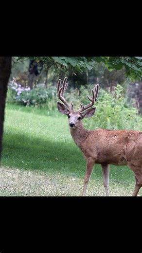 Backyard Trail Camera (@backyardtrailcamera)’s videos with original sound - Dogs