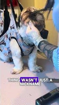 5 Shih Tzu Facts Most Owners Don’t Know