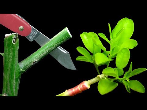 Fruit Tree Grafting - How to Successfully Graft Citrus Trees Using Cleft Grafting