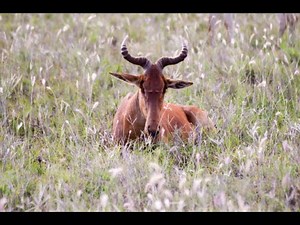 25 Fascinating Facts About Hirola Antelope | Exploring Africa's Most Endangered Antelope