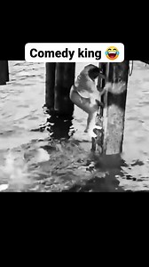 #funnymoments #Charles Follow for more 🤣 | funny cartoon