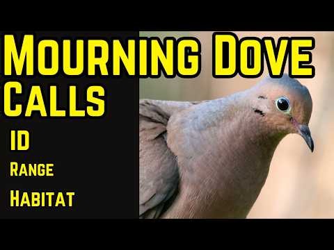 Mourning Dove Call, Sounds and ID | Range & Habitat Guide