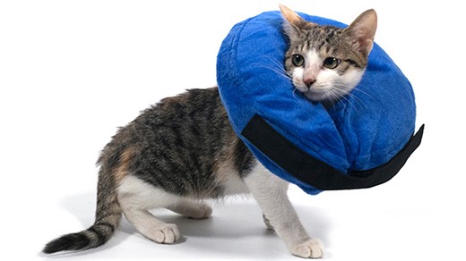 Watch How to properly wear an inflatable collar for your pet? on Amazon Live