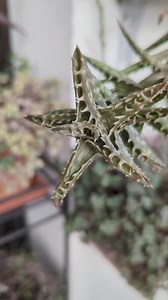 Tiger Tooth Aloe #reelsfypシ #everyoneシ゚ #succulentlove #plants #tigertoothaloe | Hetoshe Chakma