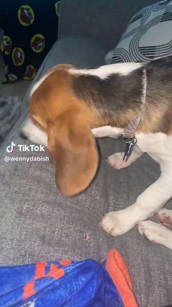 nothing could’ve prepared me for puppy teething #beagle #beaglepuppy #puppyteething