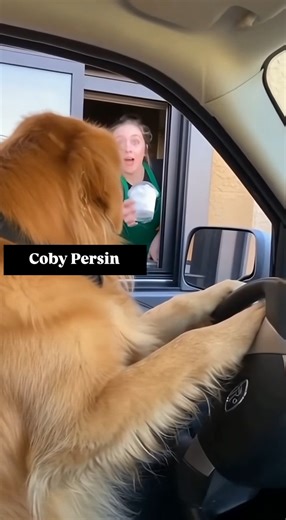 2.3K views · 12 reactions | He said ‘forget Uber, I’ll drive myself | Coby Persin | Facebook