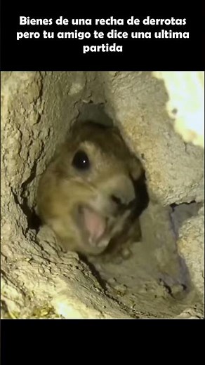 A HUEVO A HUEVO 🐀!! #clips #rat #ahuevo #shorts #memes #humor #random