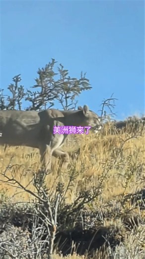 智利巴塔哥尼亚｜百内国家公园，见到野生美洲狮和原驼 #智利百内国家公园 #巴塔哥尼亚 #TorresdelPaine #美洲狮 #原驼 #智利旅行
