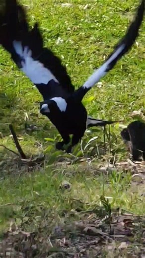 Magpie Season🍃 #magpie #australia #nature #naturelovers #birds #bird #magpies #outdoors #outdoor