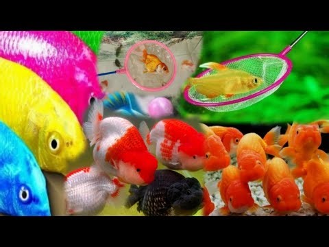 Catching Color fish Challenge Aquarium with the Goldfish with hand and fish basket