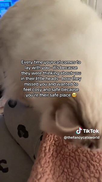 Understanding Cat Affection: What Your Cat Thinks