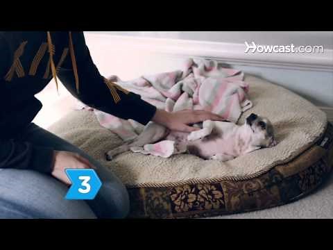 How to Recognize Symptoms of Serious Illness in Dogs