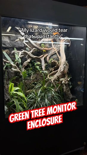 One Year of Growth 48x30x72” Green Tree Monitor Enclosure #everevolvingexotics #reptiles #bioactive
