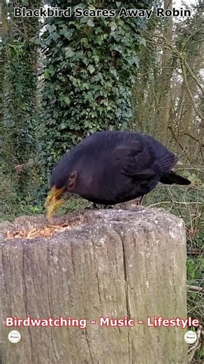 Blackbird Scares Away Robin | Bradley Woods, Grimsby, UK Wildlife #shorts