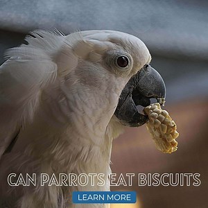 Can Parrots Eat Biscuits? - Parrot Essentials