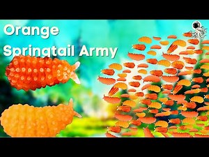 5 Crazy Effective Tips to Breed Orange Springtails for Your Enclosure