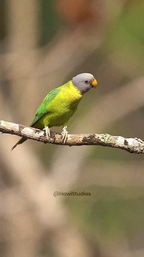 3.6K views · 162 reactions | Tiny Tree Plum Headed Parakeet #parrot #parakeet #plumheadedparrot #bird #wildlife #nature HA68942 | HAWI Studios | Facebook