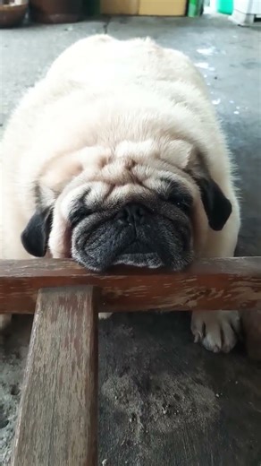 a whole bunch of fat, Pug Lazy #pets #pug #mypug #shorts