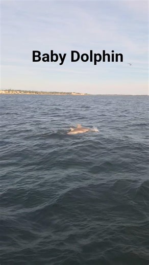Shell Island dolphin and snorkeling tour Panama city beach